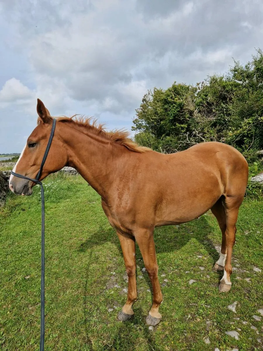 16.2 hh sports horse - Image 4