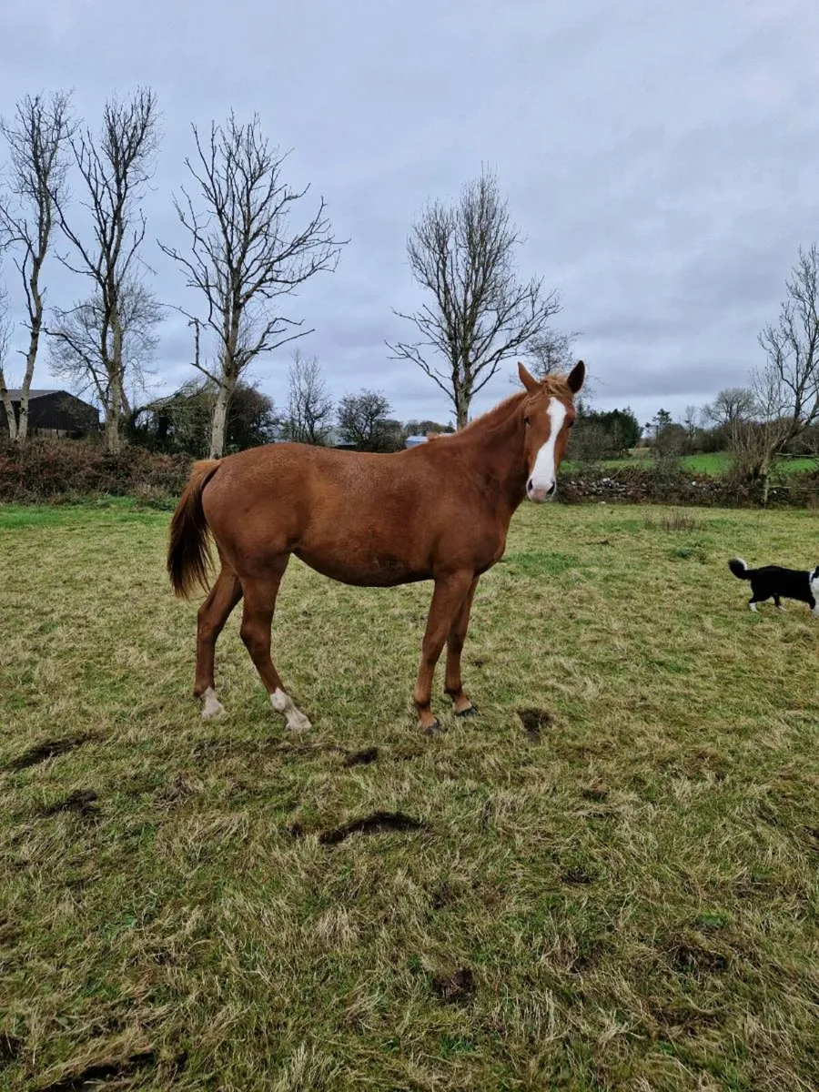 16.2 hh sports horse - Image 1