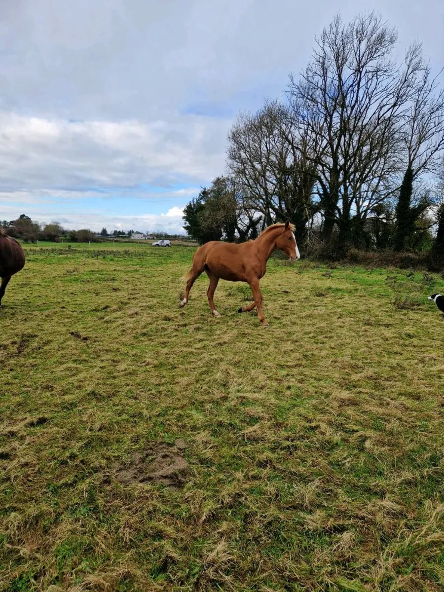 16.2 hh sports horse - Image 2