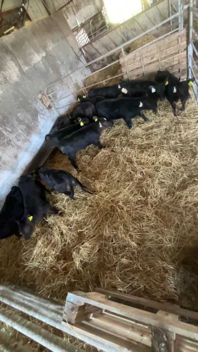 Angus Bull Calves
