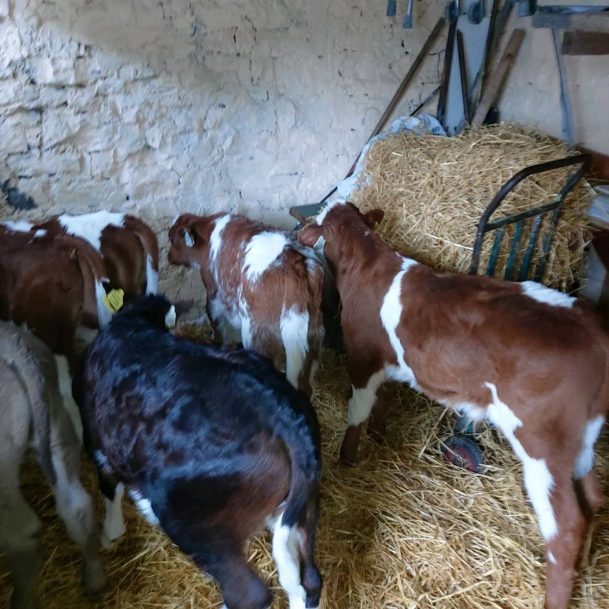 CALVES BULLS  &  HEIFERS - Image 3