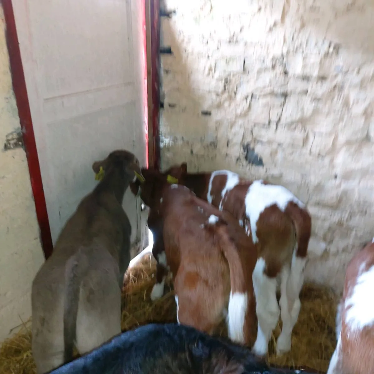 CALVES BULLS  &  HEIFERS - Image 2