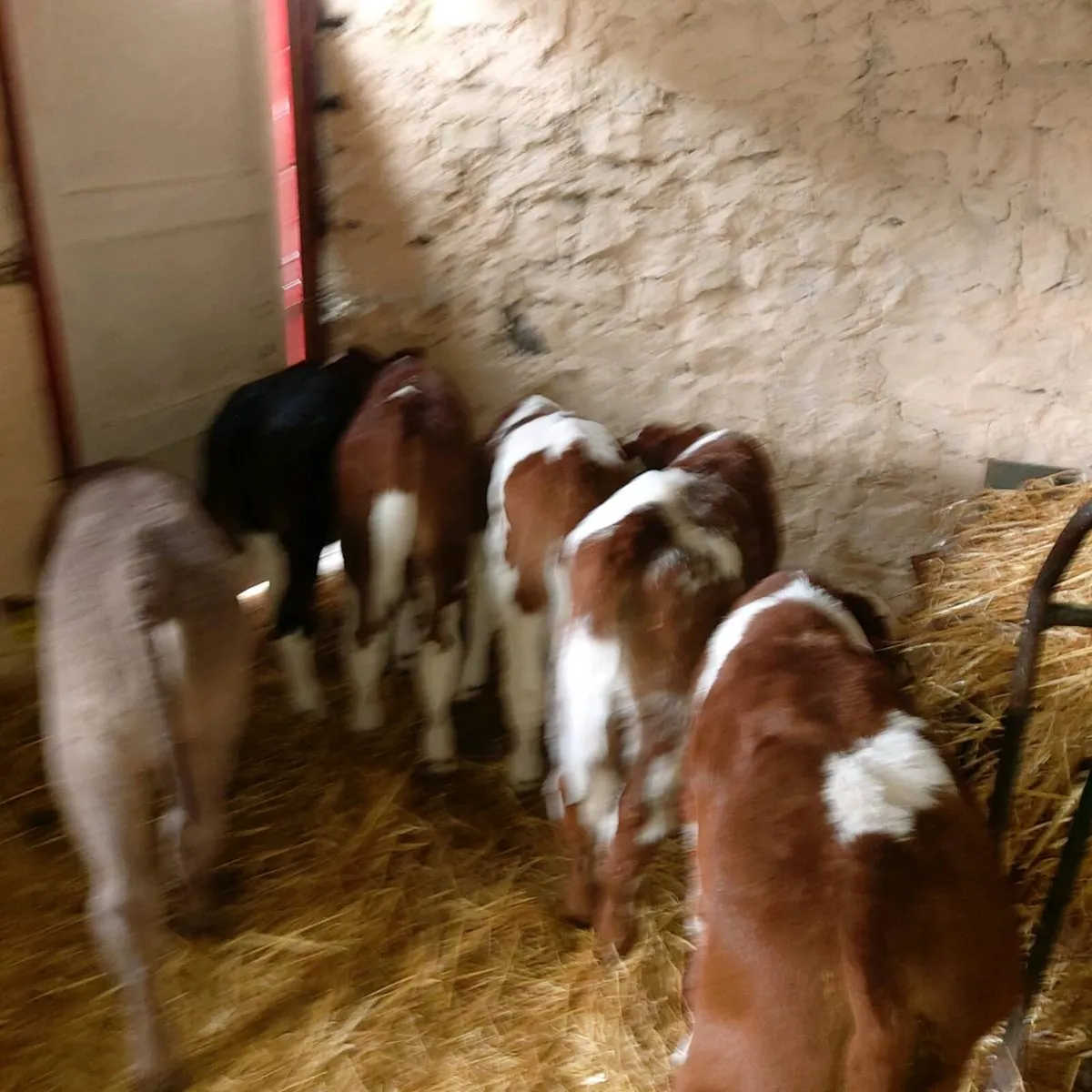 CALVES BULLS  &  HEIFERS - Image 4