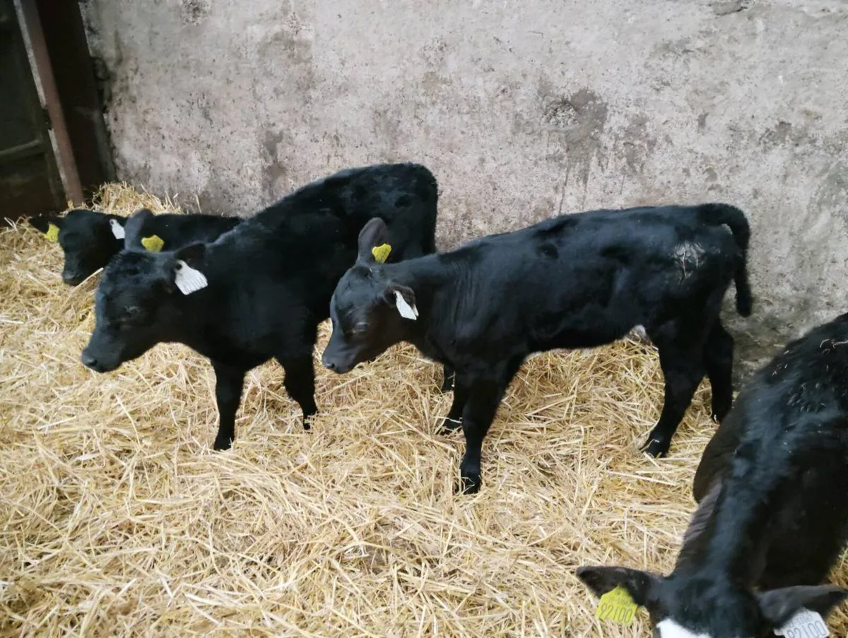 5 AA heifers - Image 2