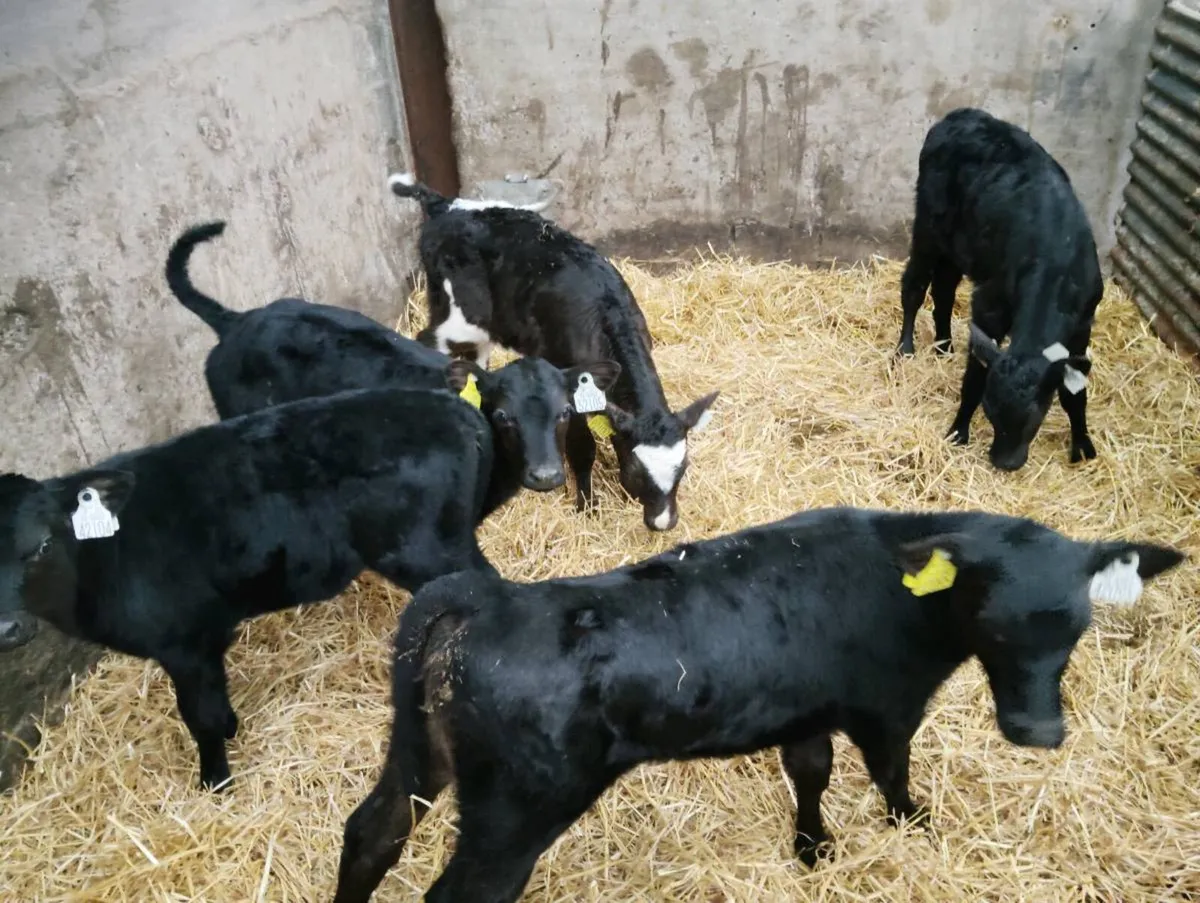 5 AA heifers - Image 3