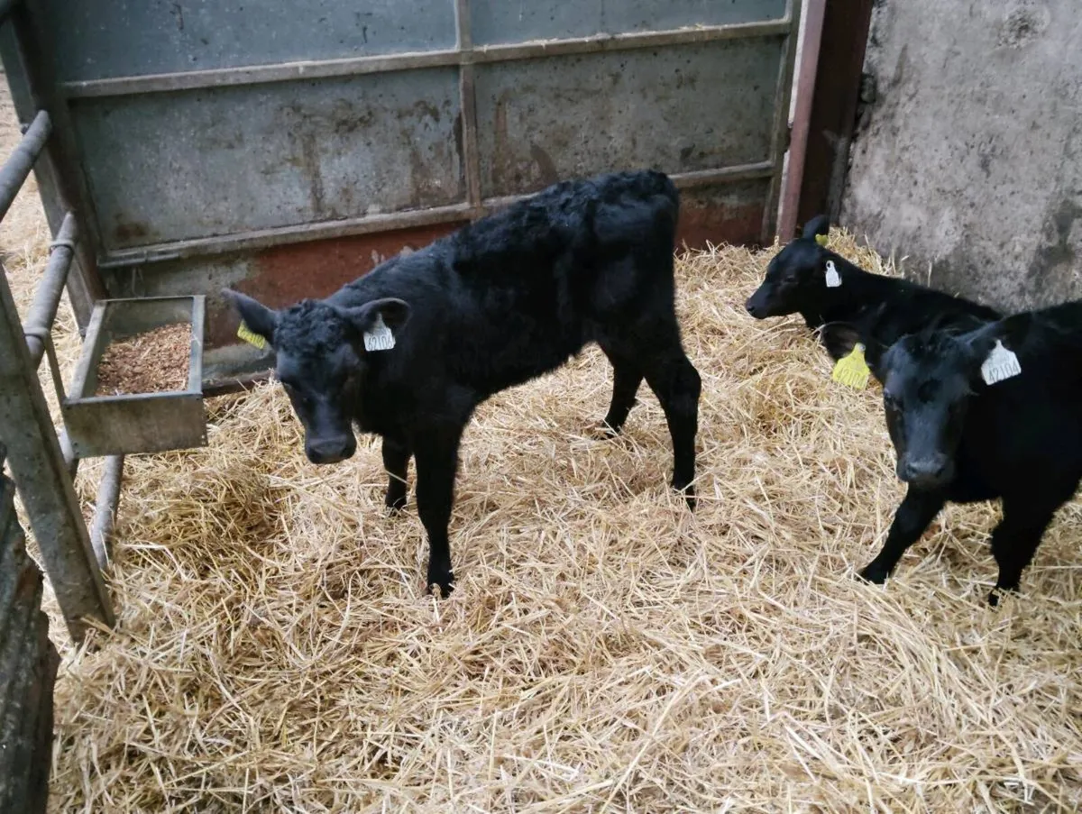 5 AA heifers - Image 1