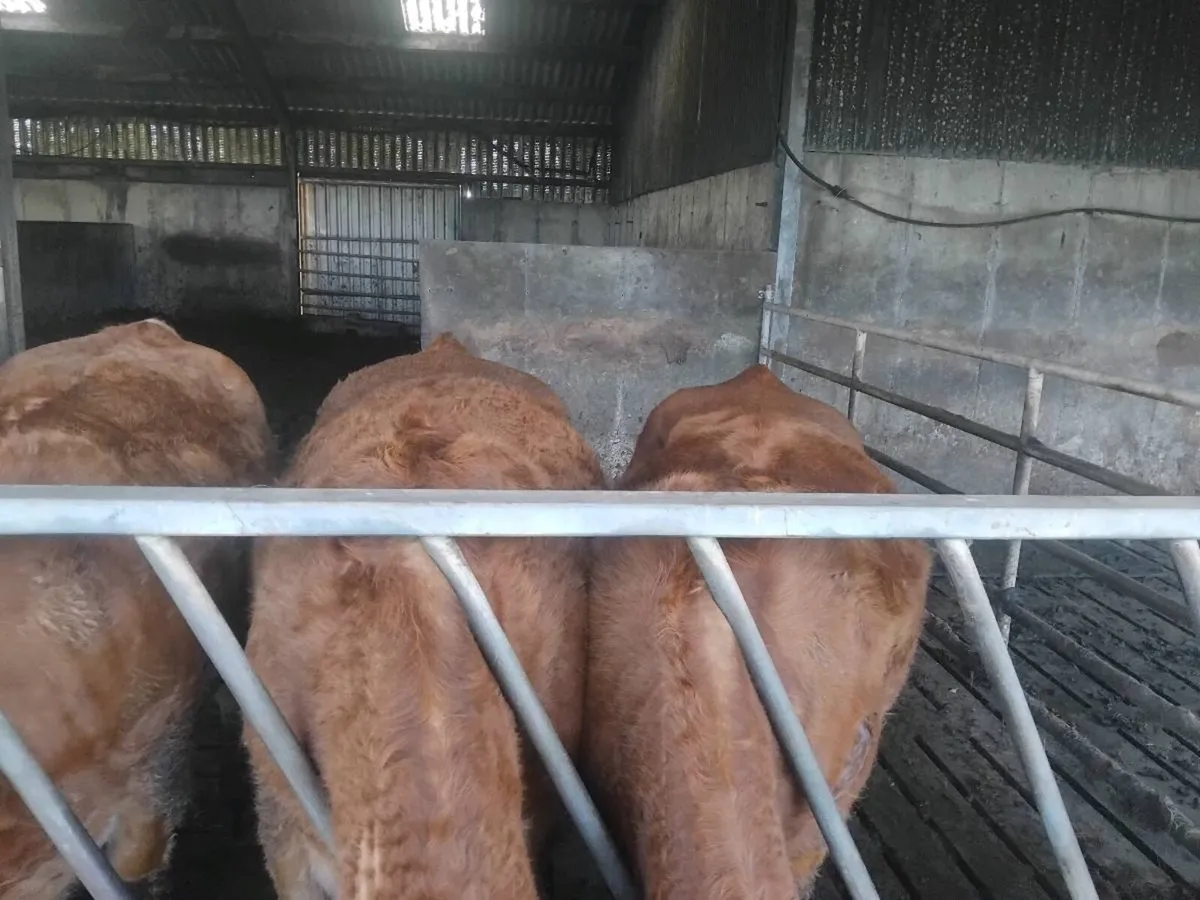 Pbr limousine cattle - Image 4