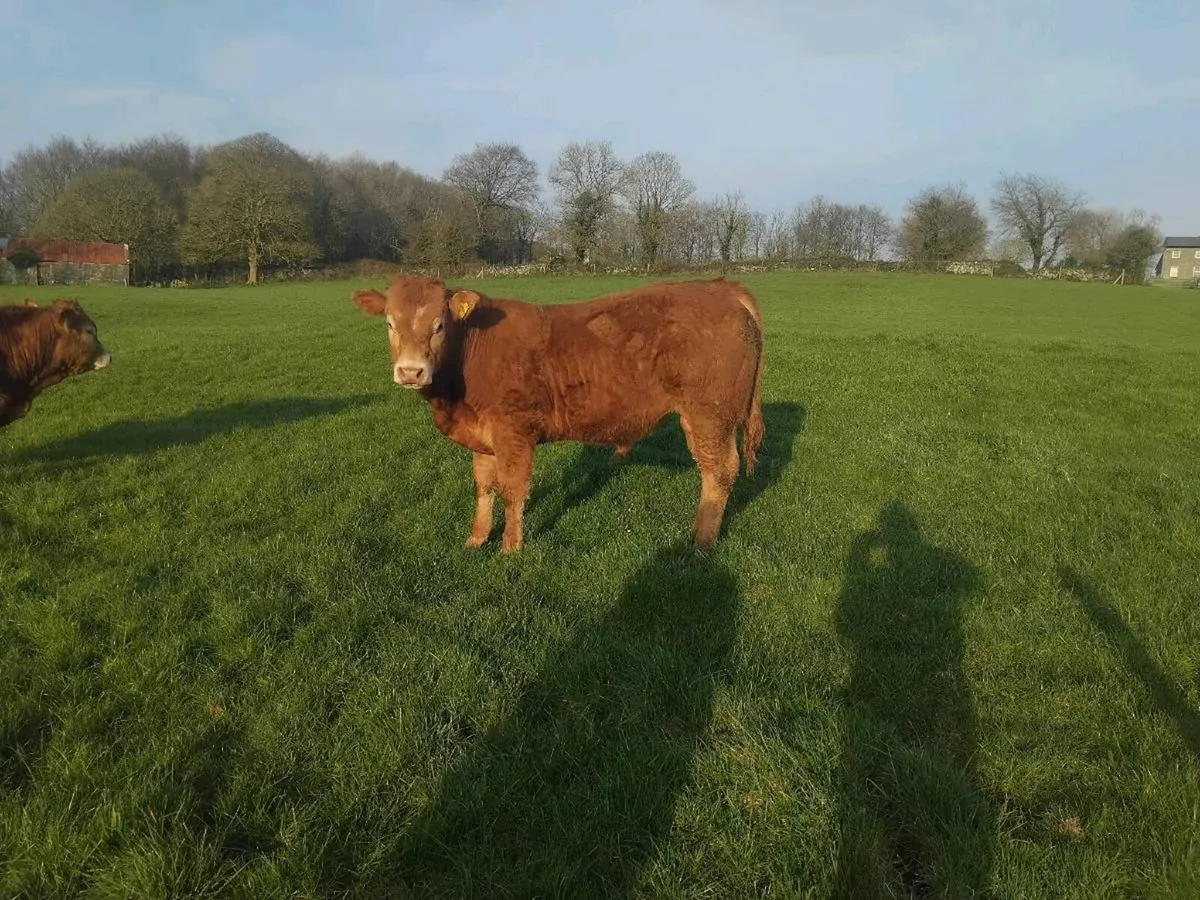 Pbr limousine cattle - Image 1