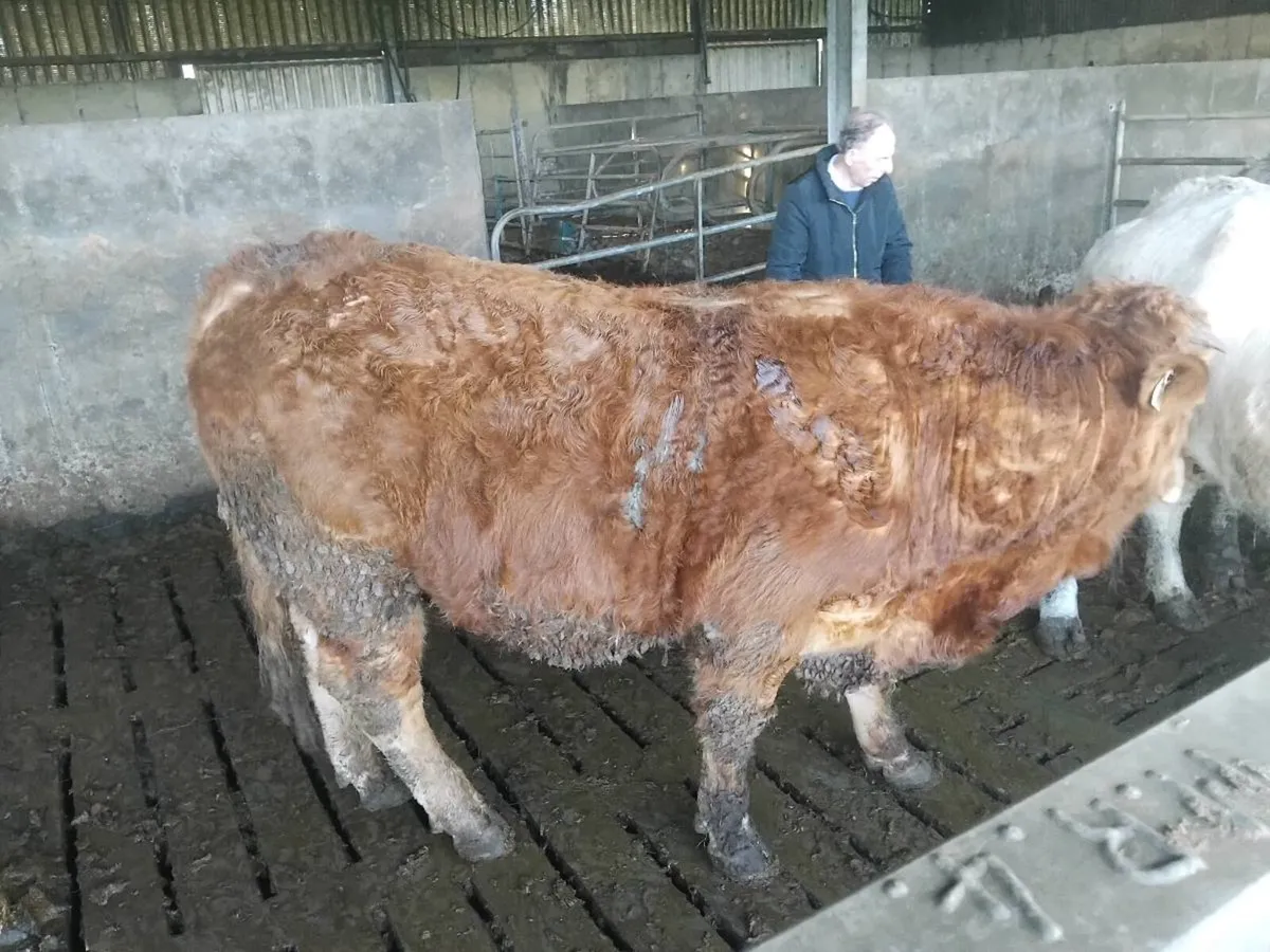 Pbr limousine cattle - Image 2