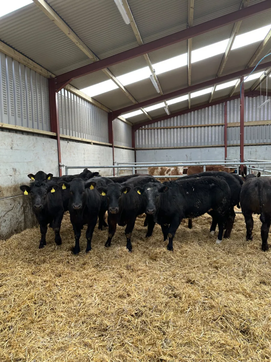 U and E grade lim heifers - Image 3