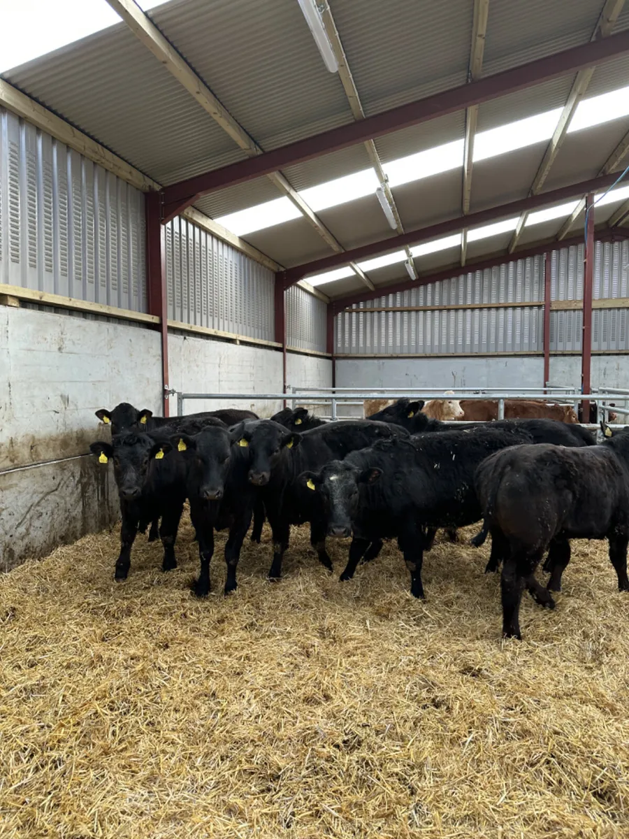 U and E grade lim heifers - Image 2