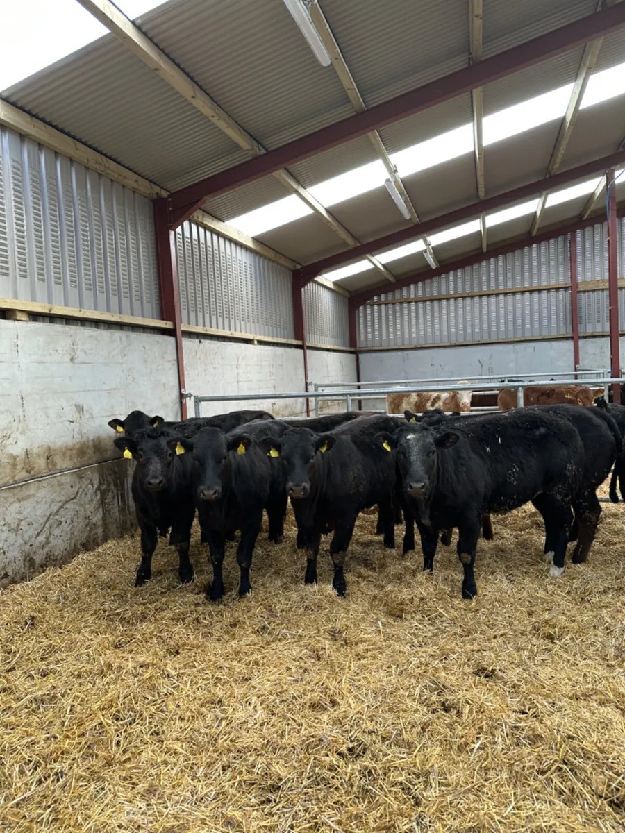 U and E grade lim heifers - Image 1