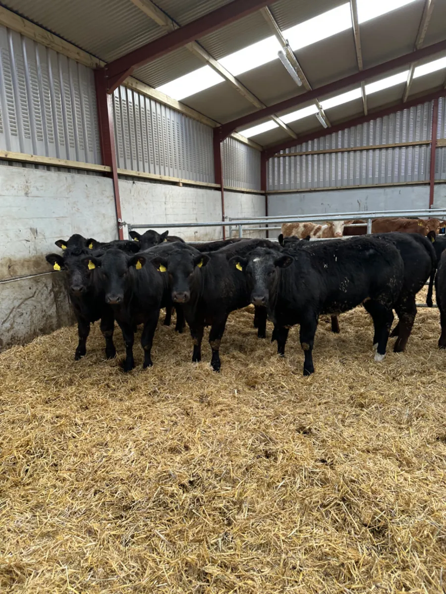 U and E grade lim heifers - Image 4