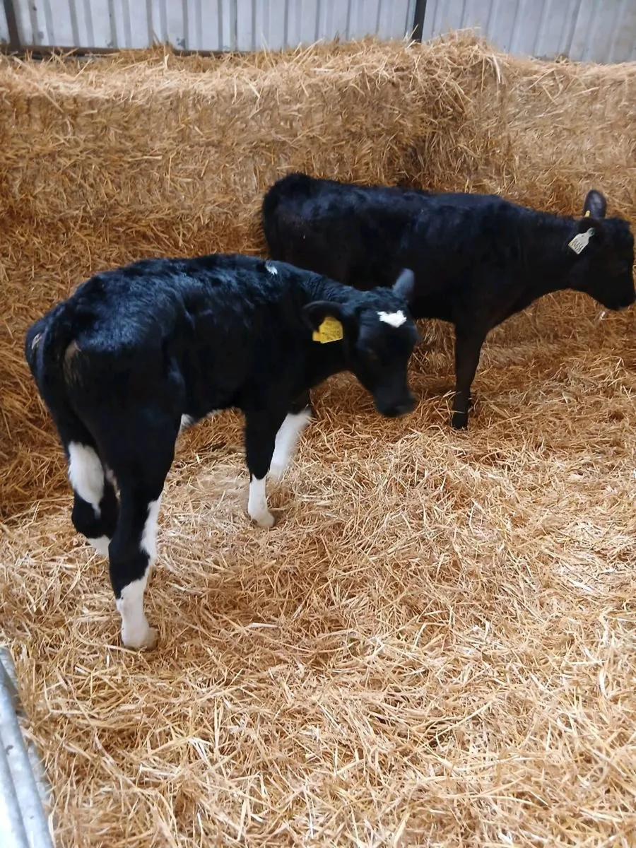 Fr bull Calves for sale - Image 1
