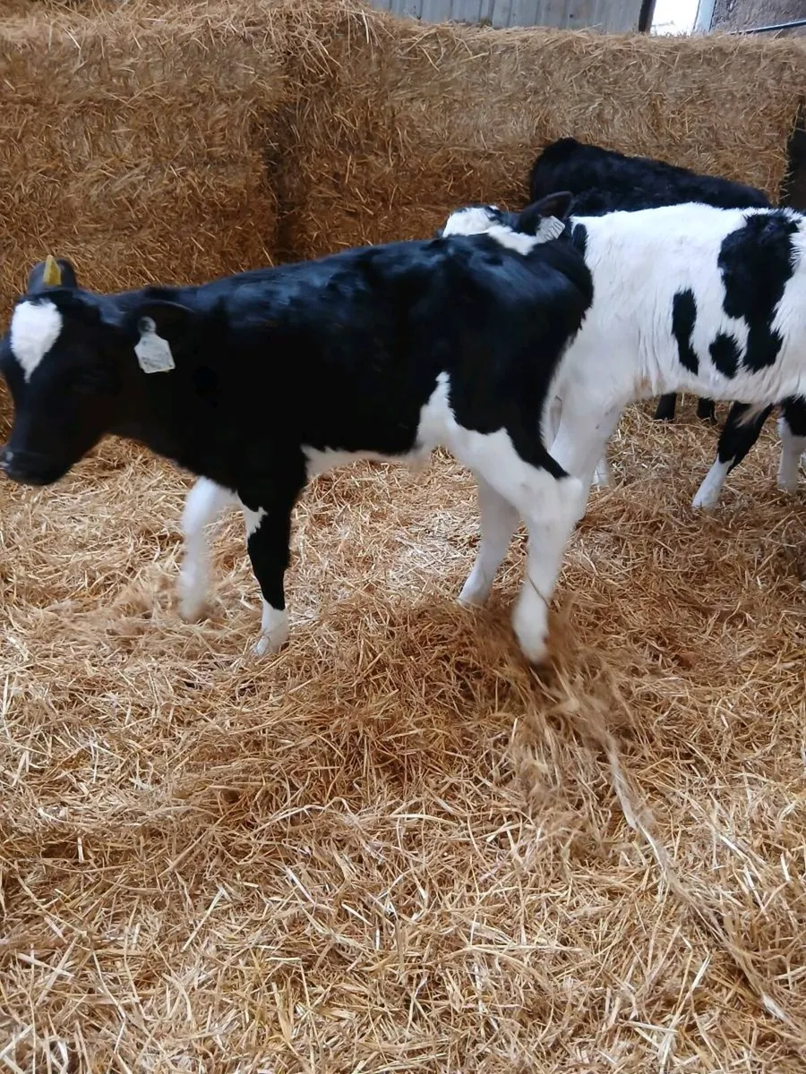 Fr bull Calves for sale - Image 2