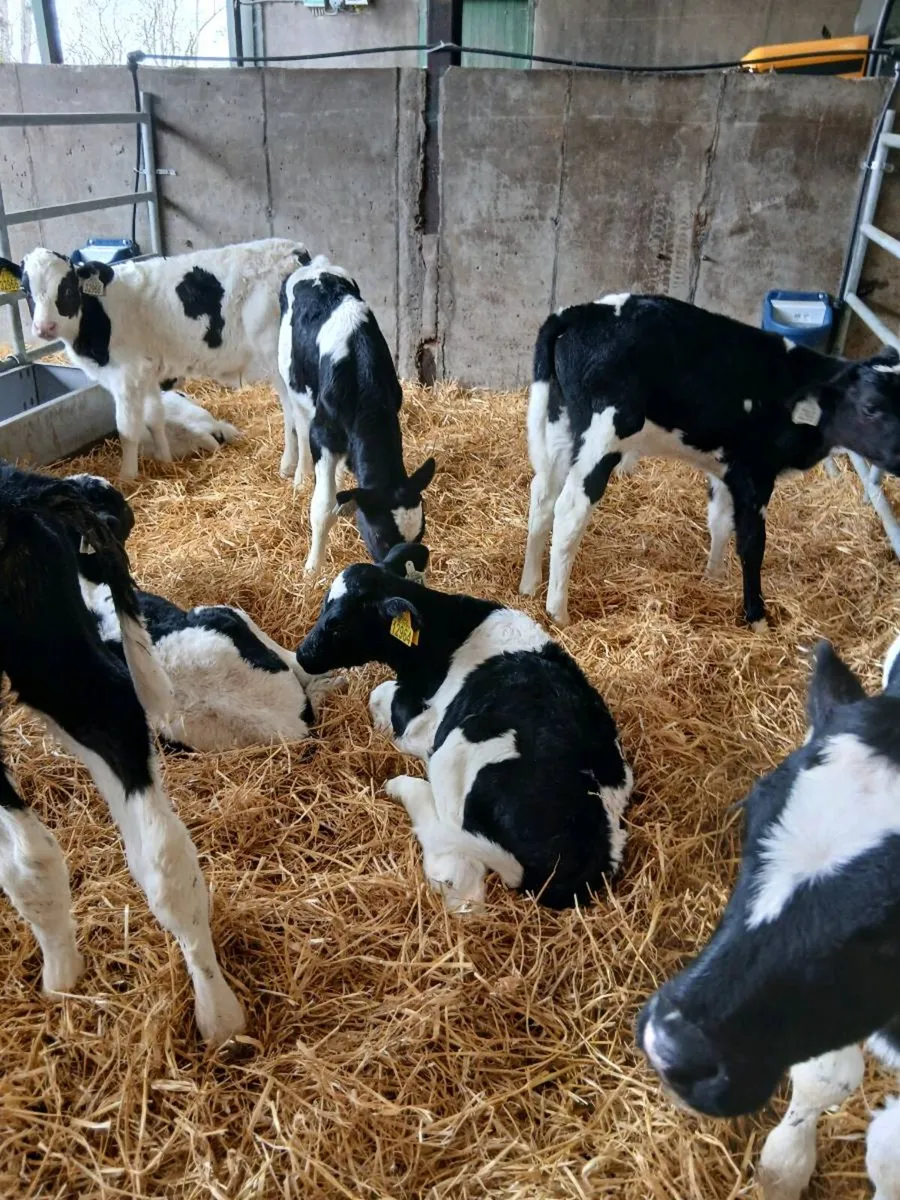 Fr bull Calves for sale - Image 3
