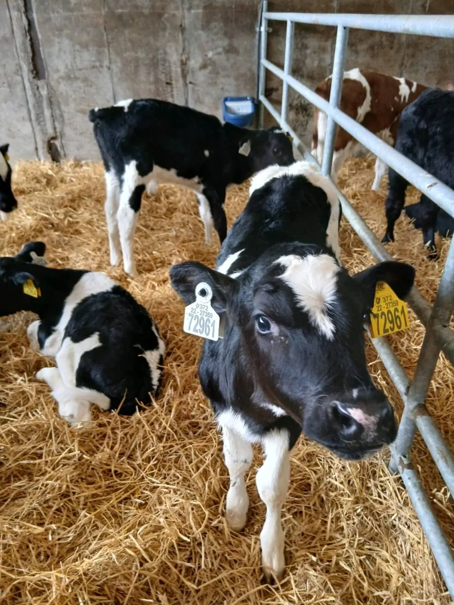 Fr bull Calves for sale - Image 4