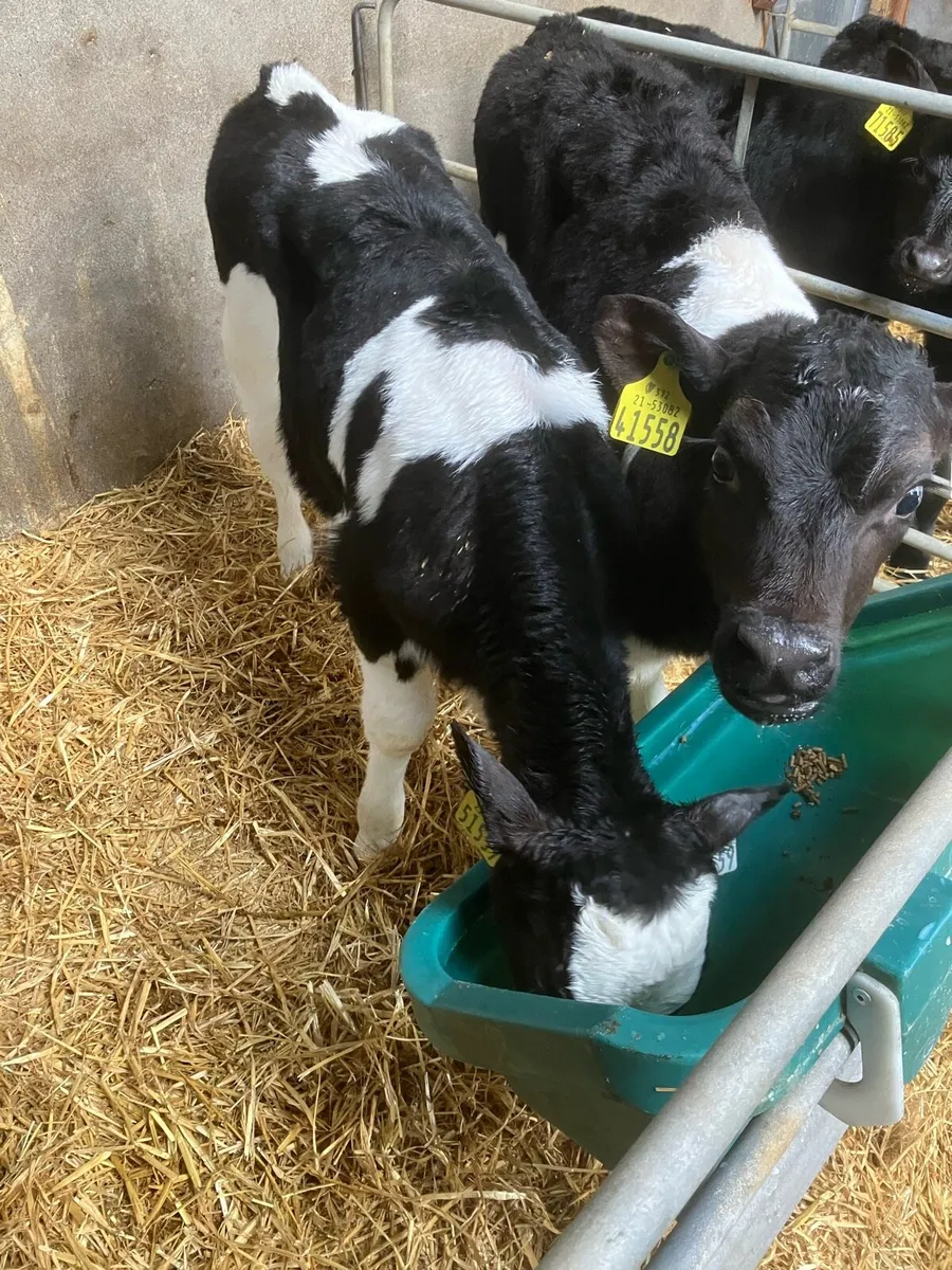 7 FR Bull Calves For Sale - Image 2