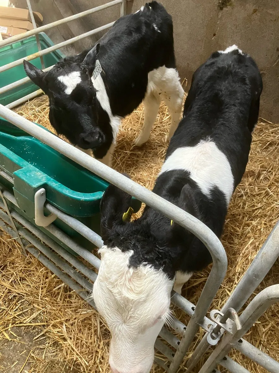 7 FR Bull Calves For Sale - Image 3