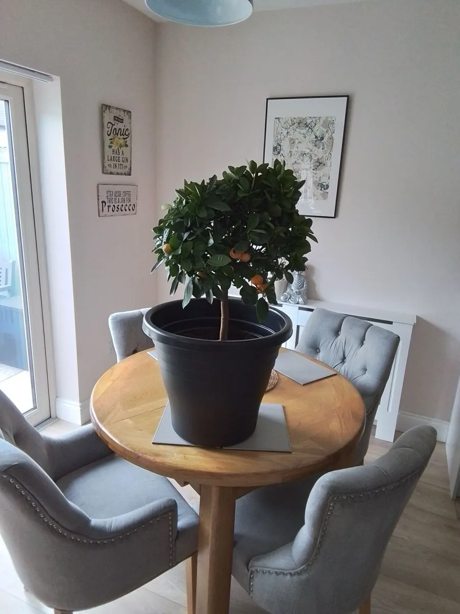 Large potted orange plant