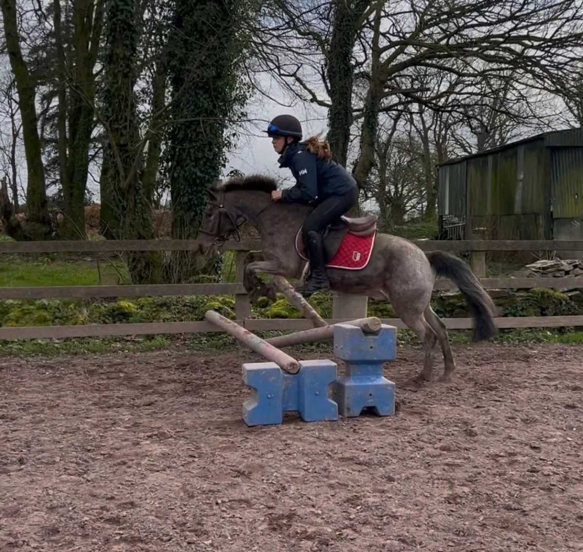 Safe beginners pony - Image 3