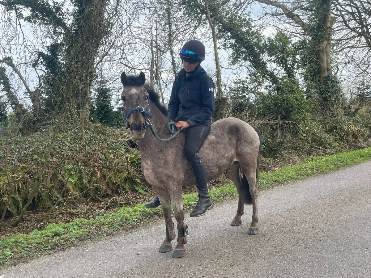 Safe beginners pony - Image 4