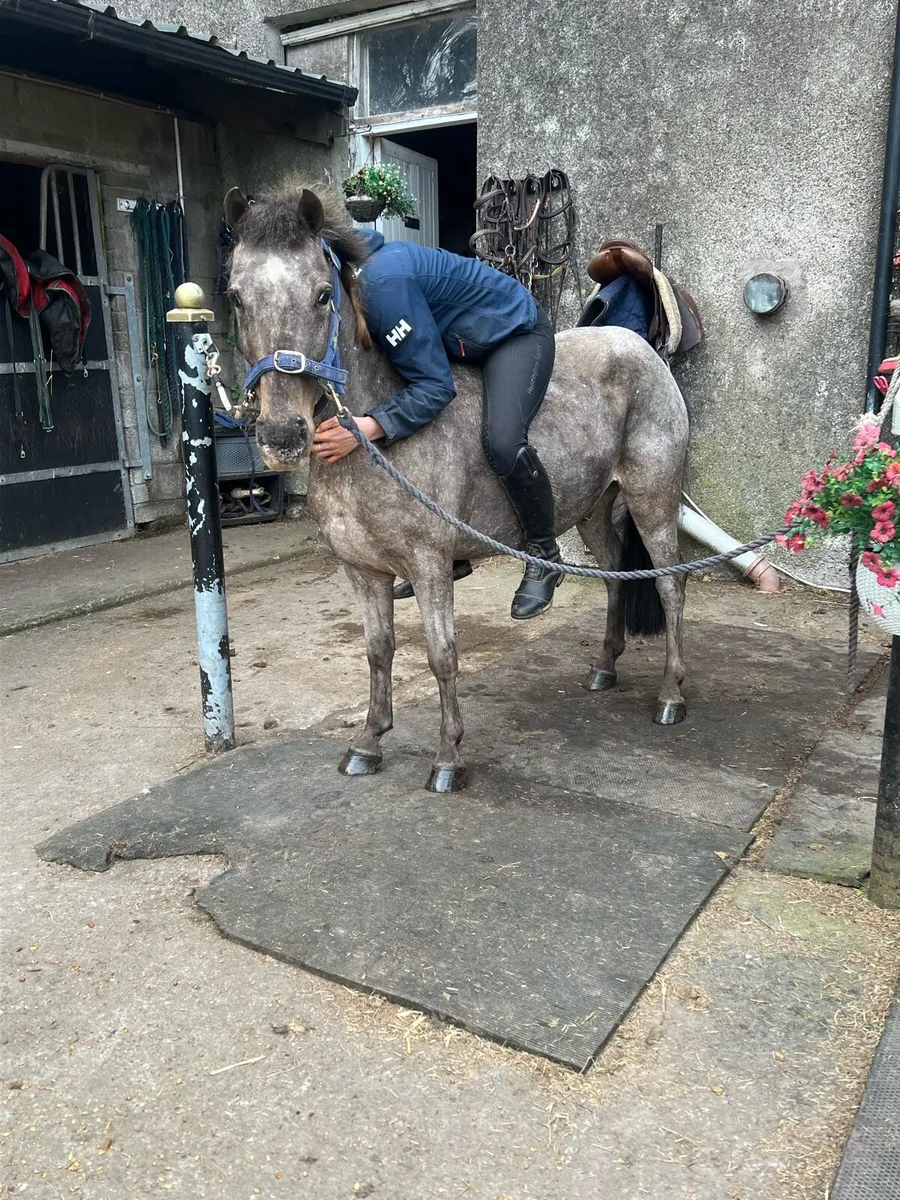 Safe beginners pony - Image 1