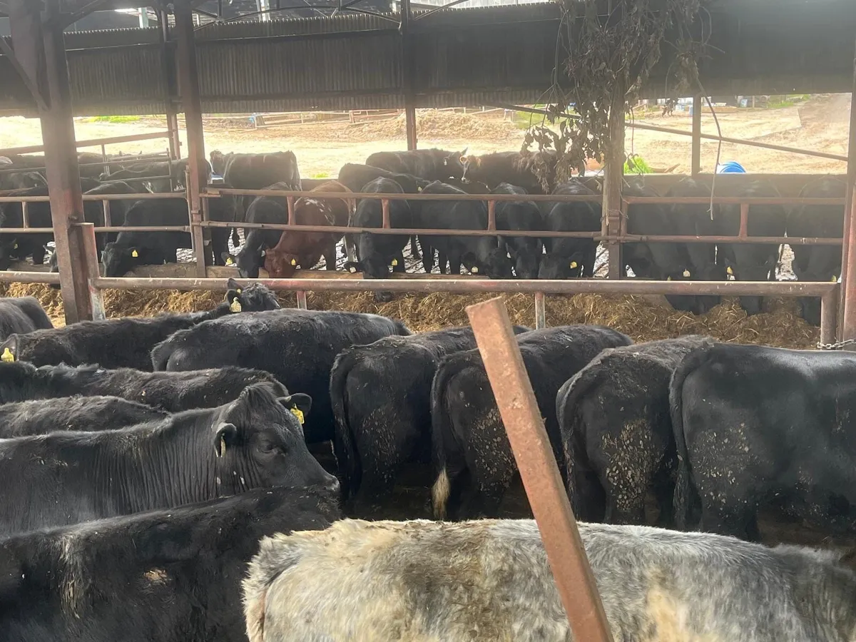 Beef Cattle Section - Image 3