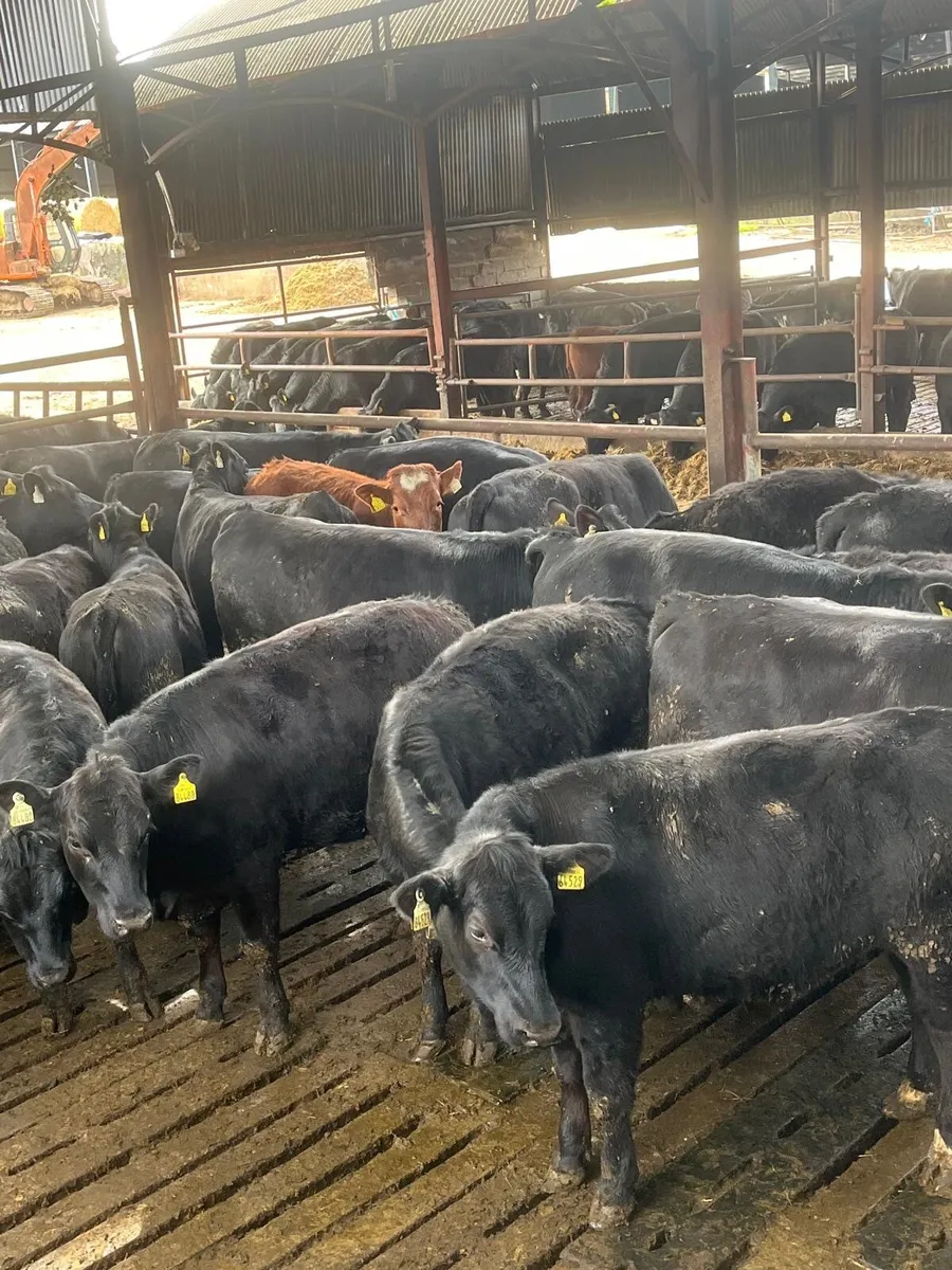 Beef Cattle Section - Image 1