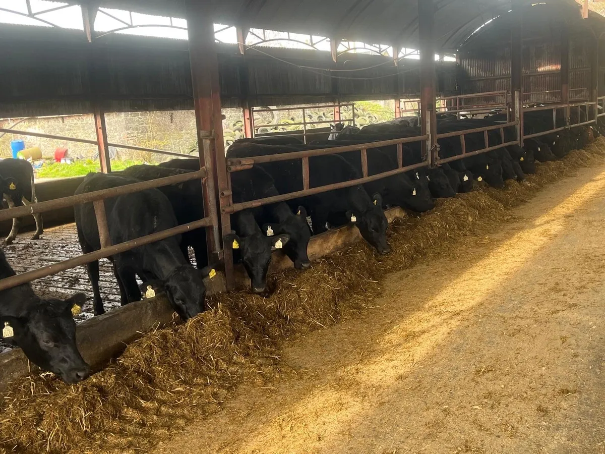 Beef Cattle Section - Image 2