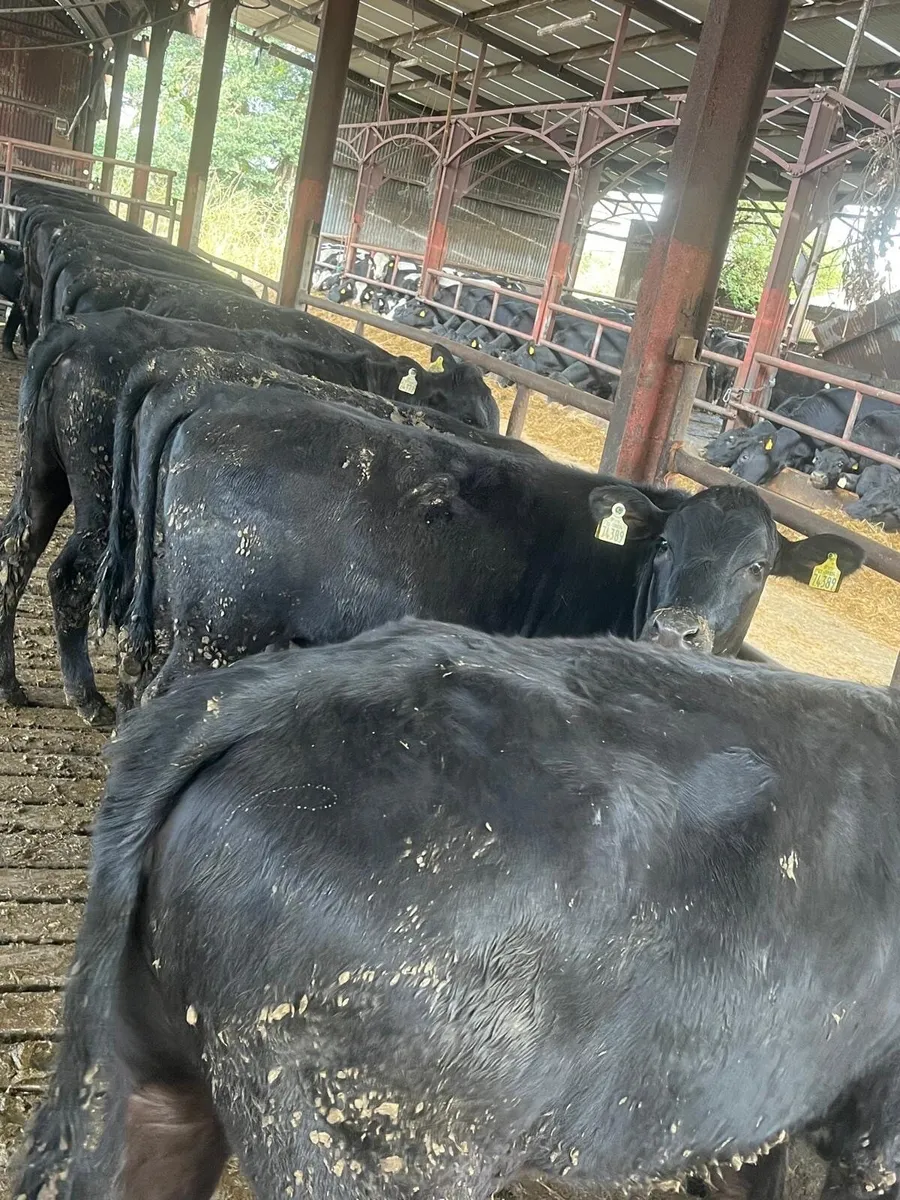 Beef Cattle Section - Image 4
