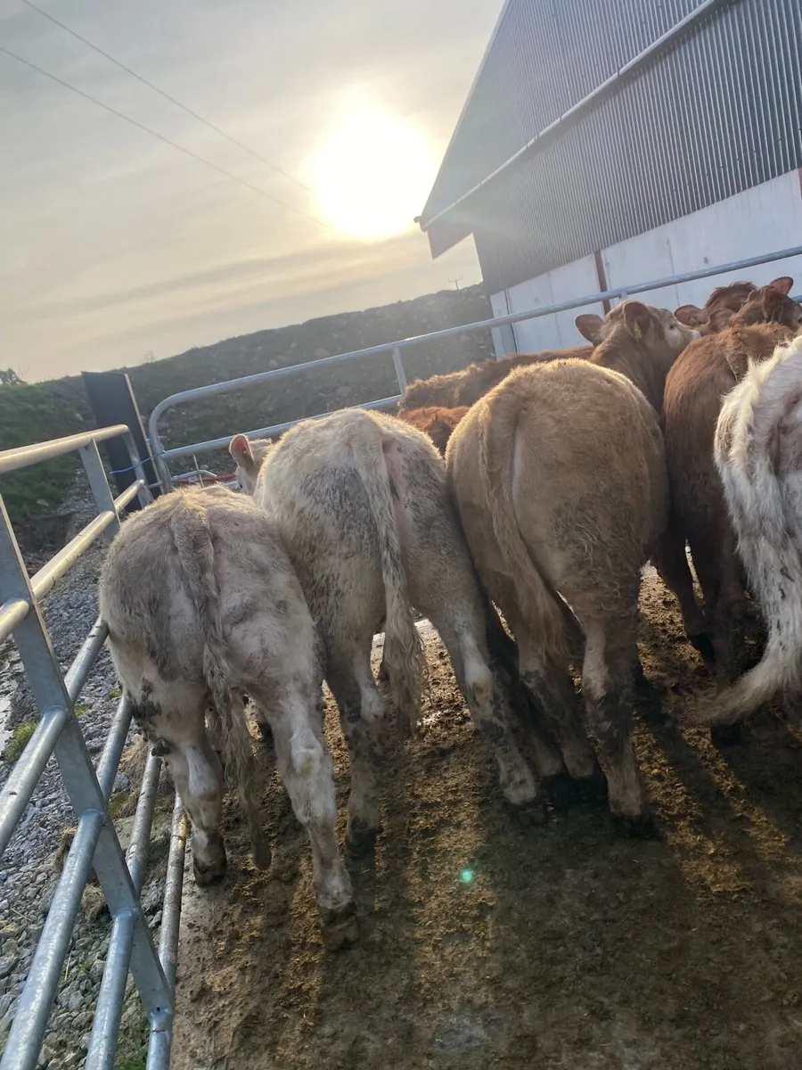 12 super charlaois and limousine heifers - Image 3