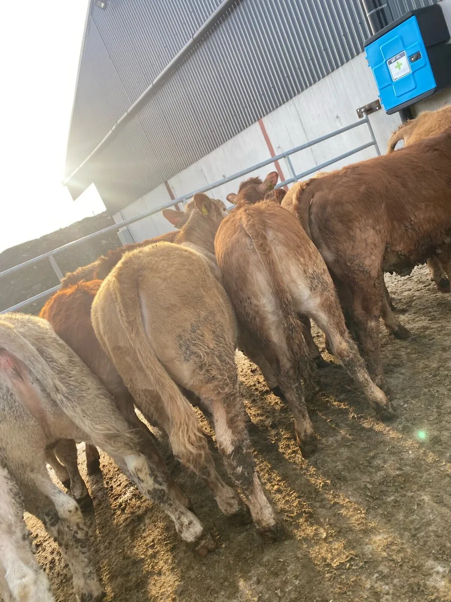 12 super charlaois and limousine heifers - Image 2