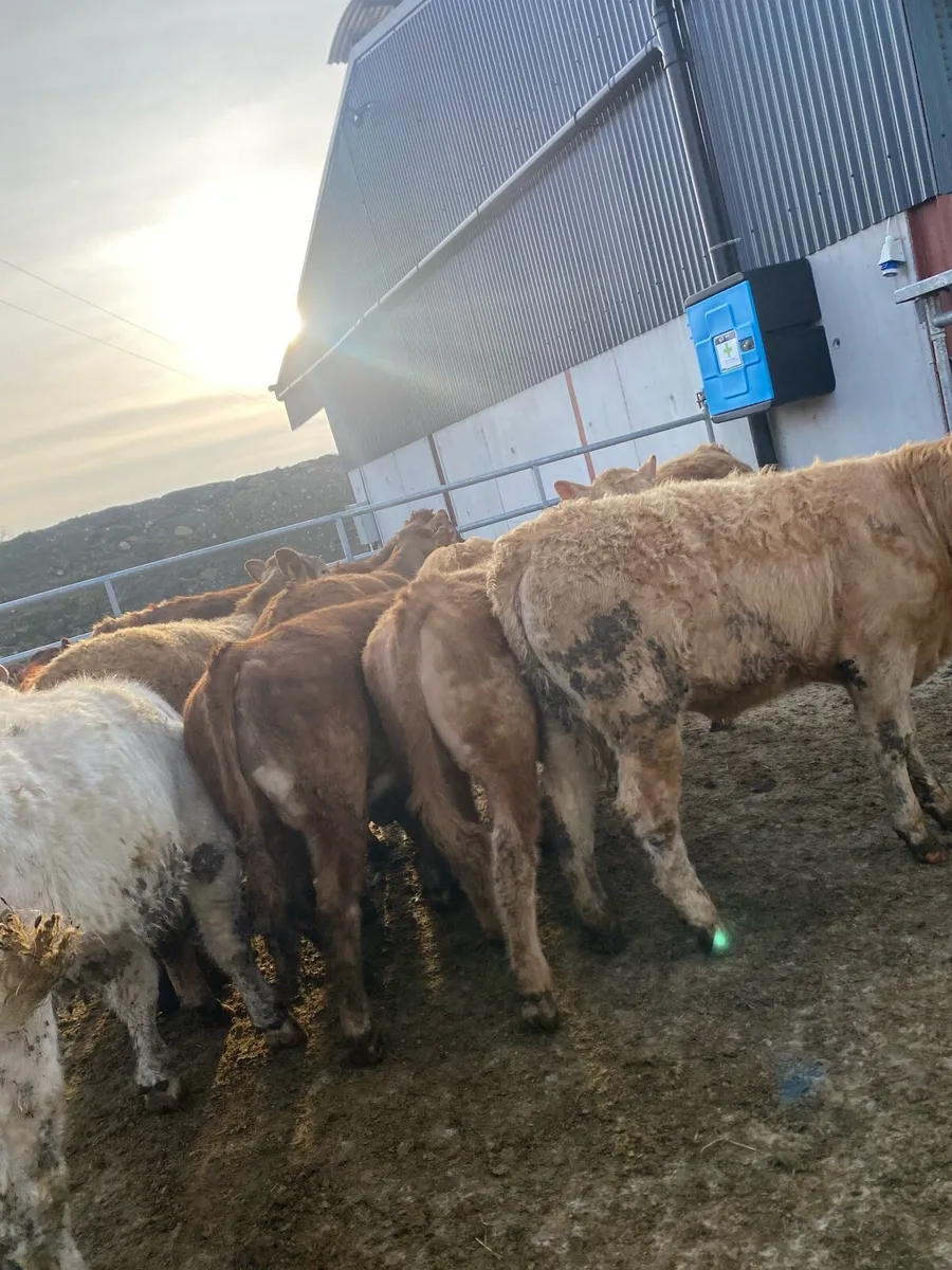 12 super charlaois and limousine heifers - Image 4