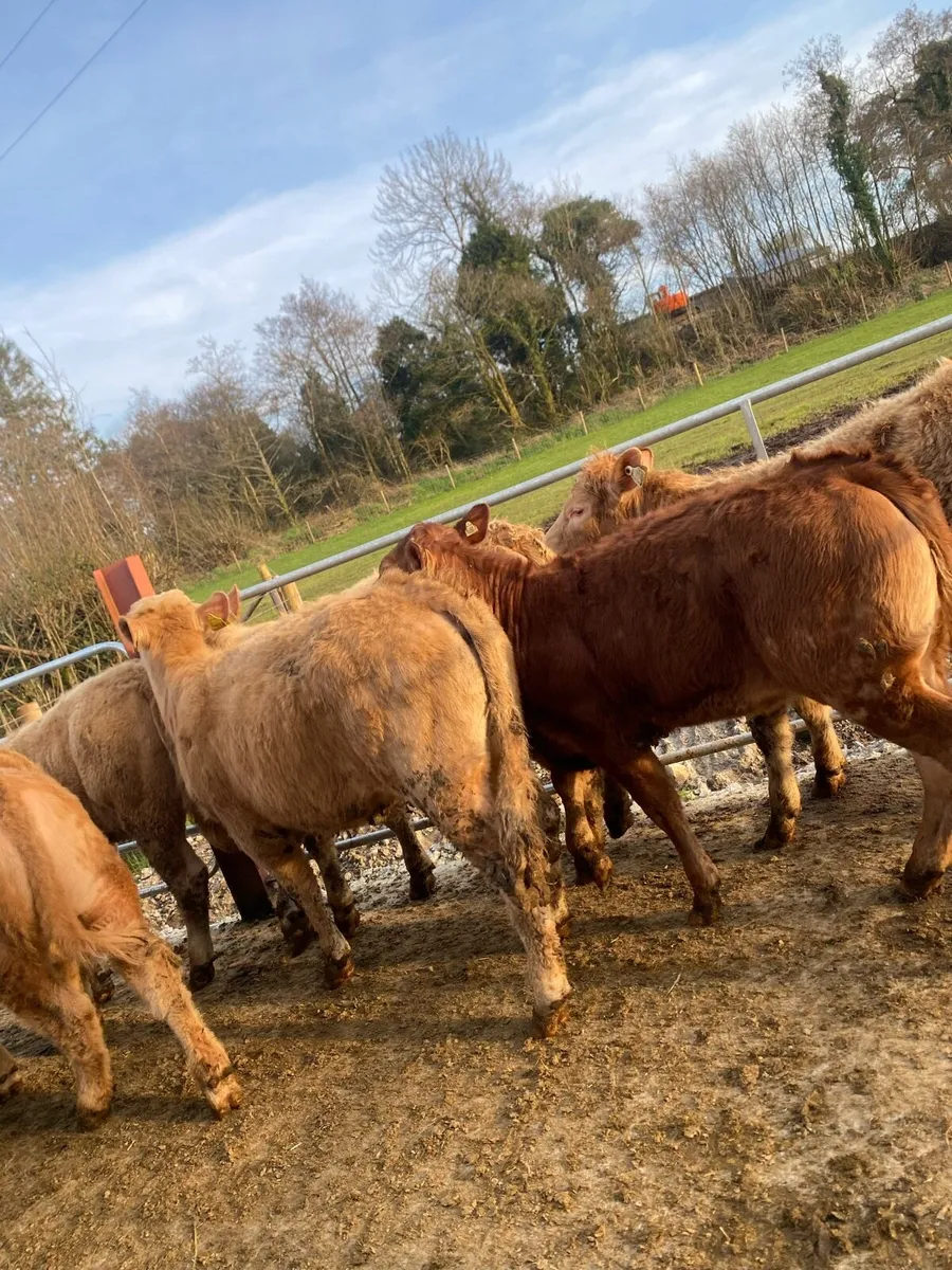 12 super charlaois and limousine heifers - Image 1