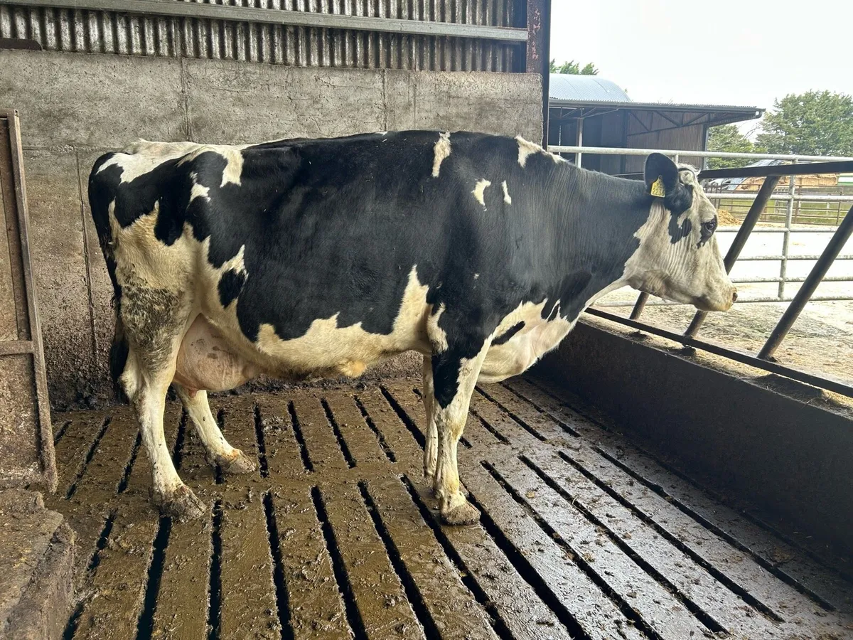 Late calving cow - Image 1