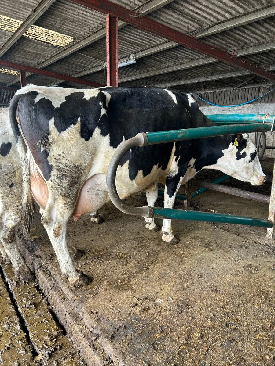 Late calving cow - Image 2