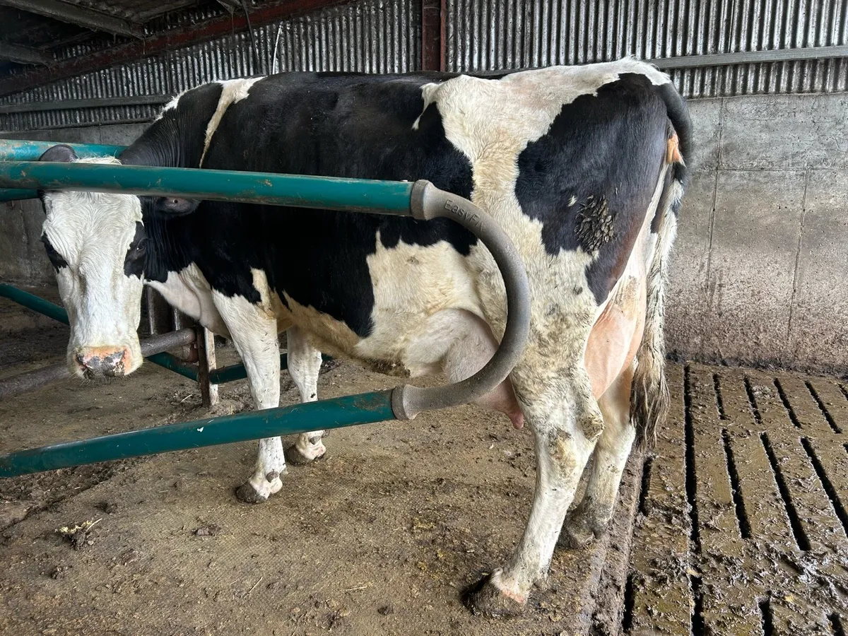 Late calving cow - Image 3