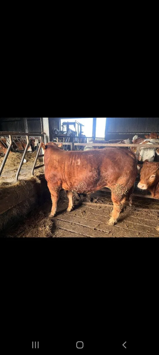 HEADFORD MART SPECIAL WEANLING SALE 28TH MARCH - Image 1