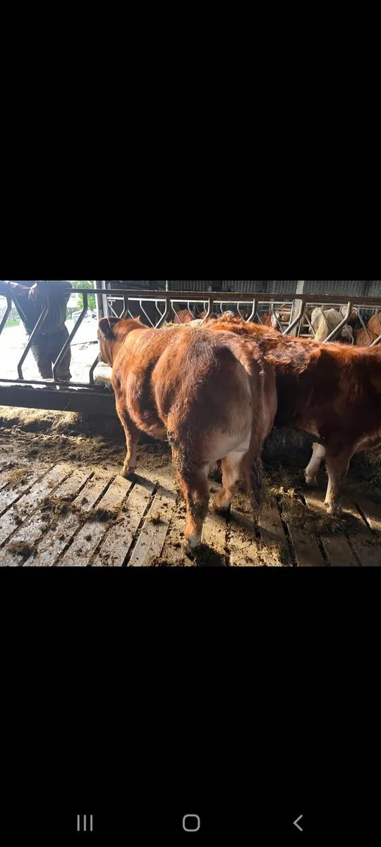 HEADFORD MART SPECIAL WEANLING SALE 28TH MARCH - Image 2