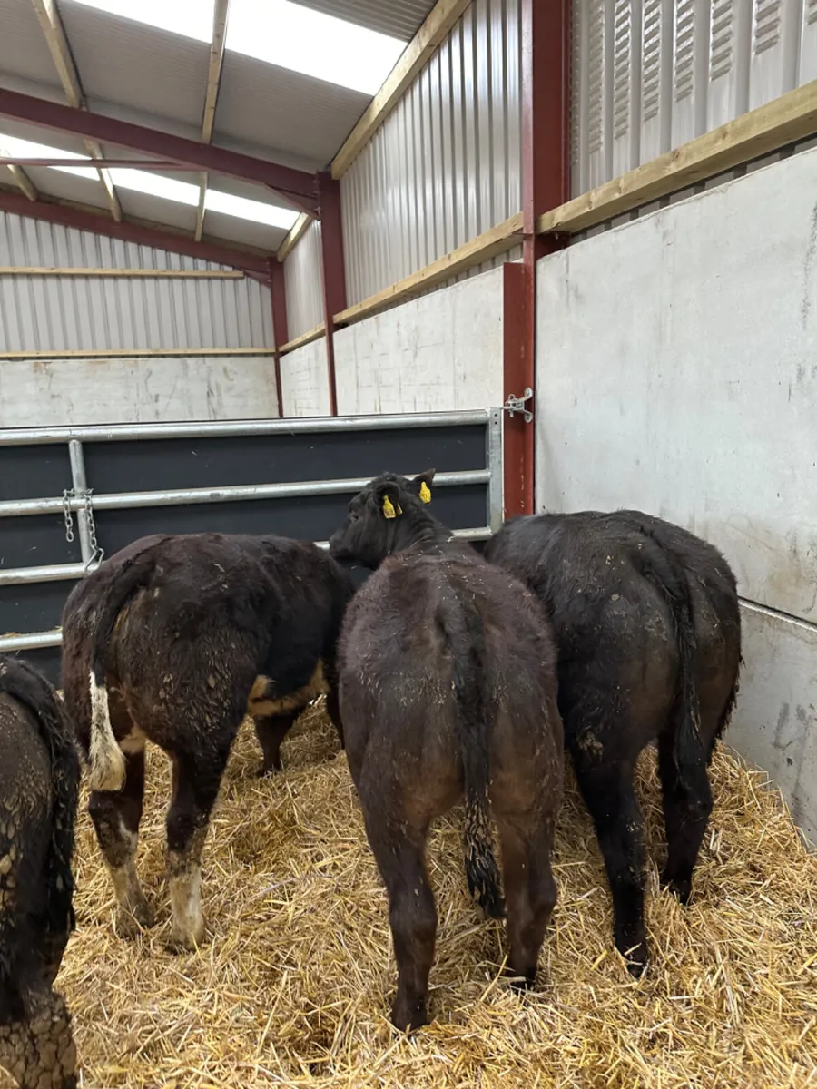 Lim heifers - Image 2