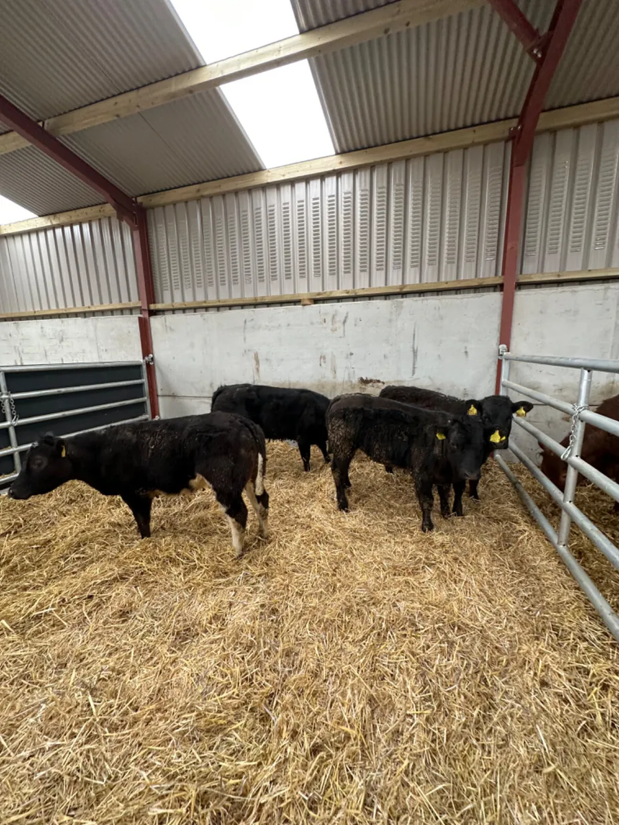 Lim heifers - Image 1