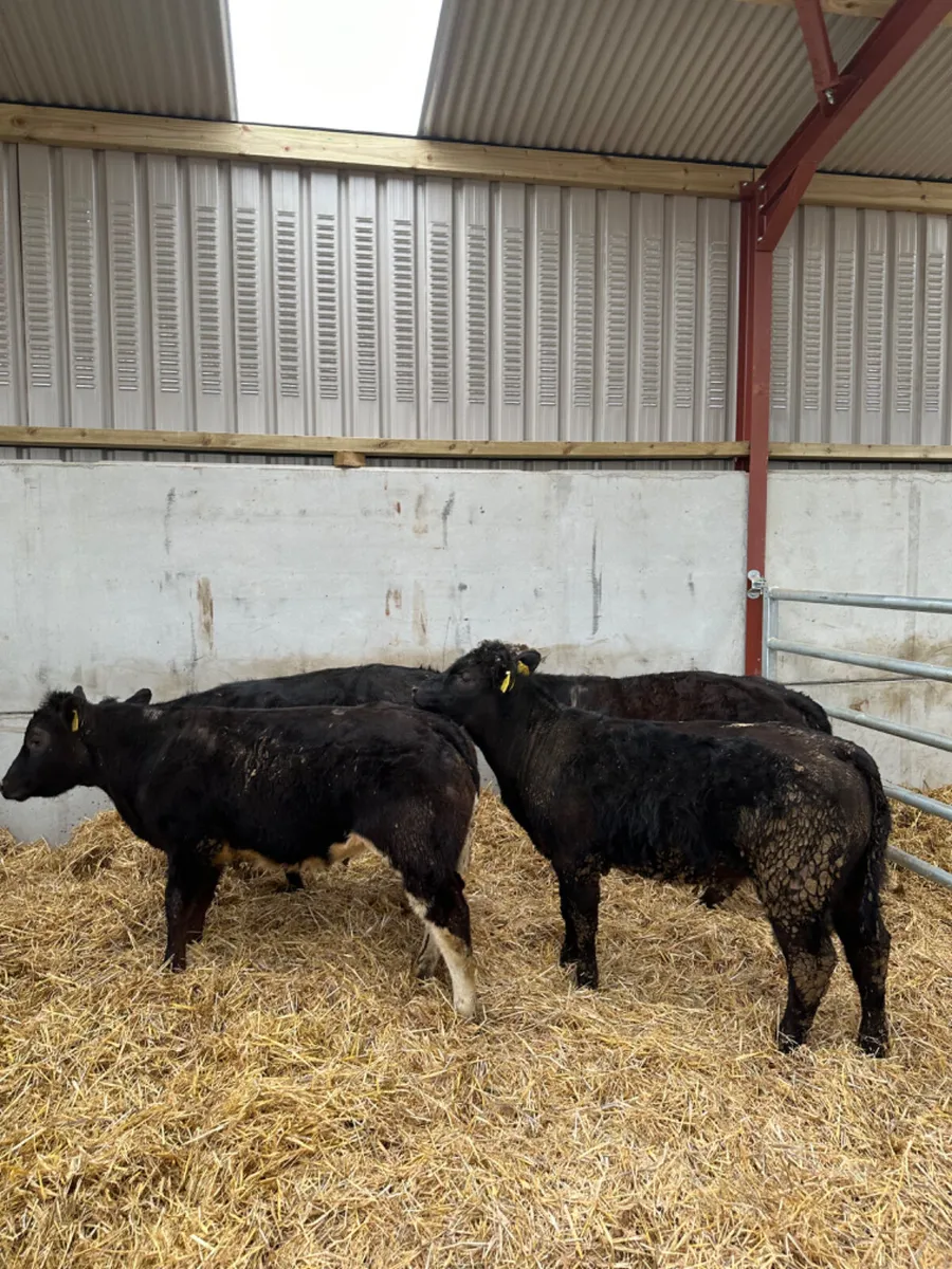 Lim heifers - Image 4