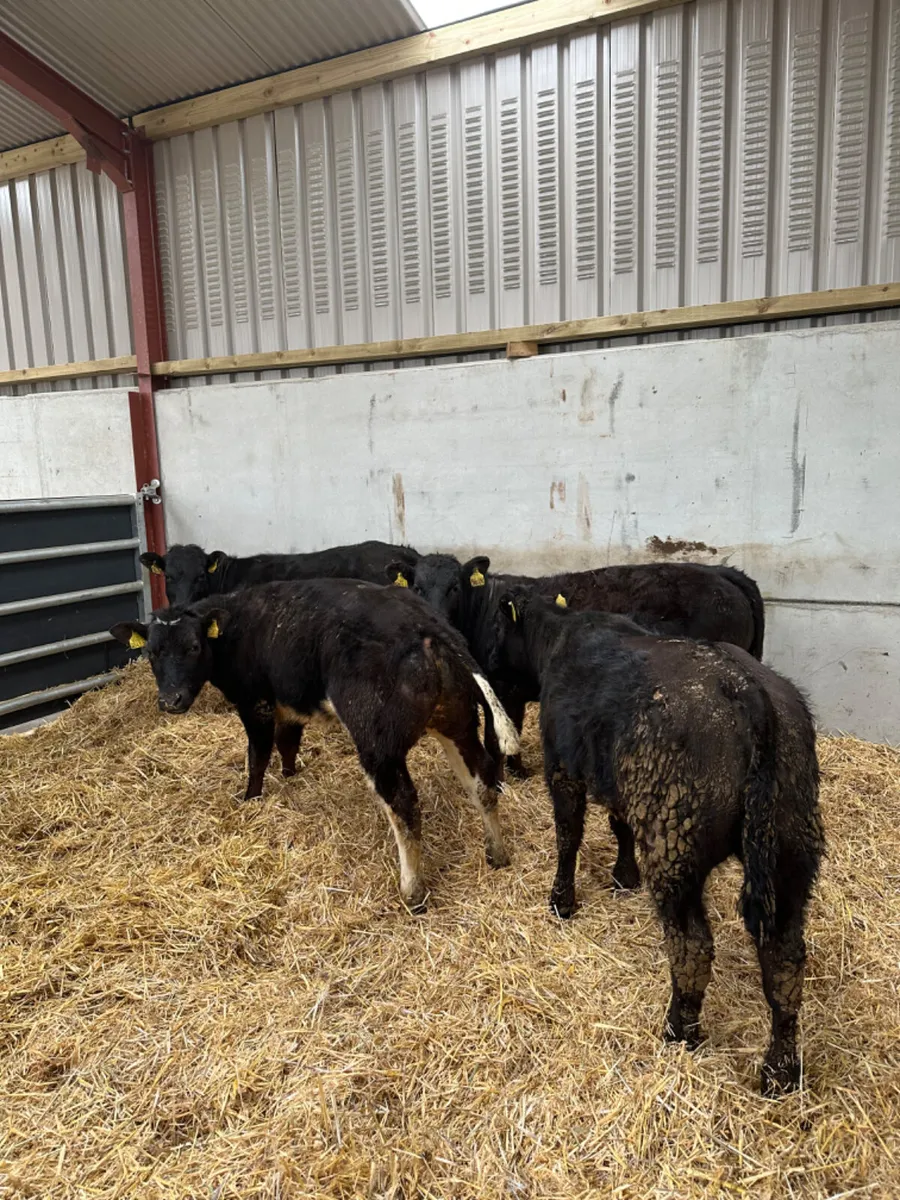 Lim heifers - Image 3