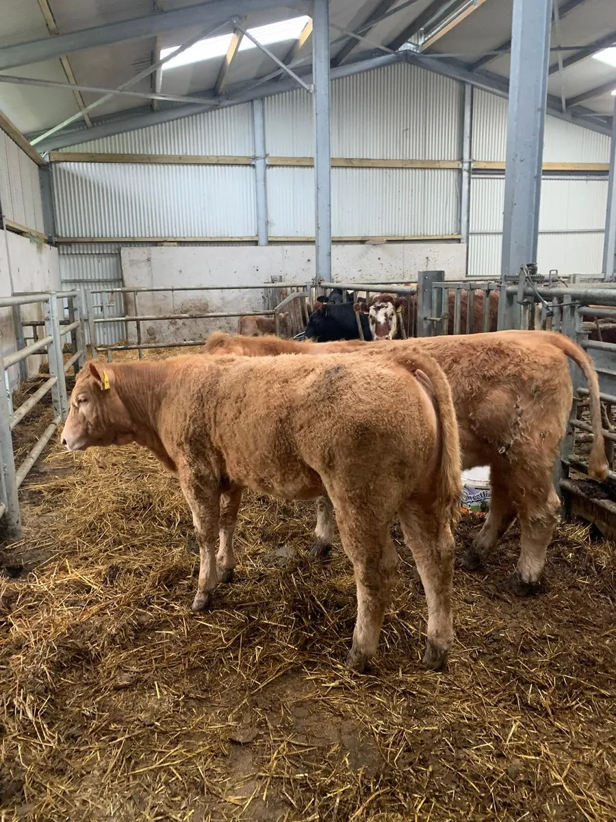 HEADFORD MART SPECIAL WEANLING SALE 28TH MARCH - Image 4