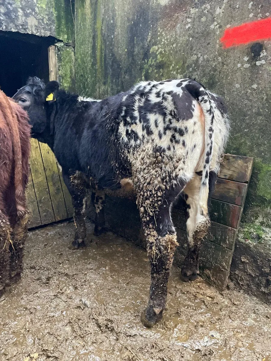 HEADFORD MART SPECIAL WEANLING SALE 28TH MARCH - Image 3