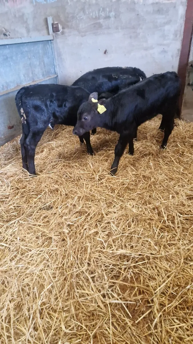 350 euro angus heifer calves - Image 1