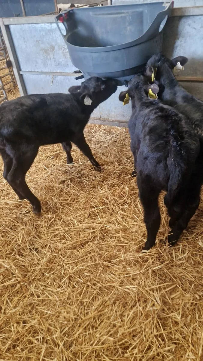 350 euro angus heifer calves - Image 3