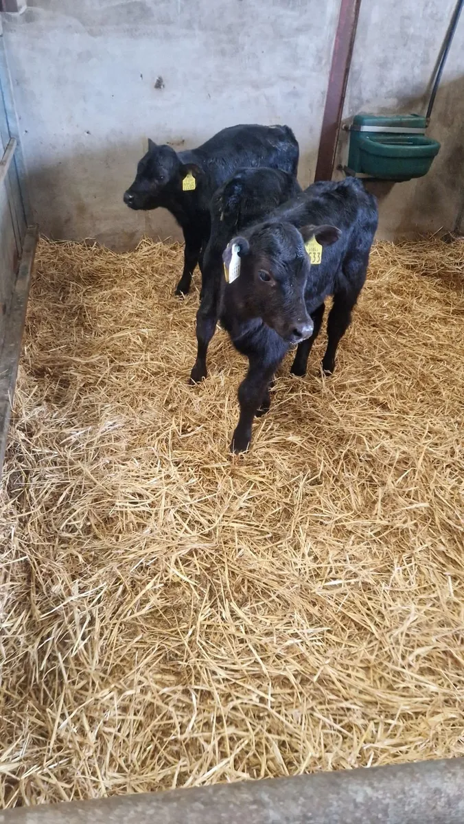 350 euro angus heifer calves - Image 4