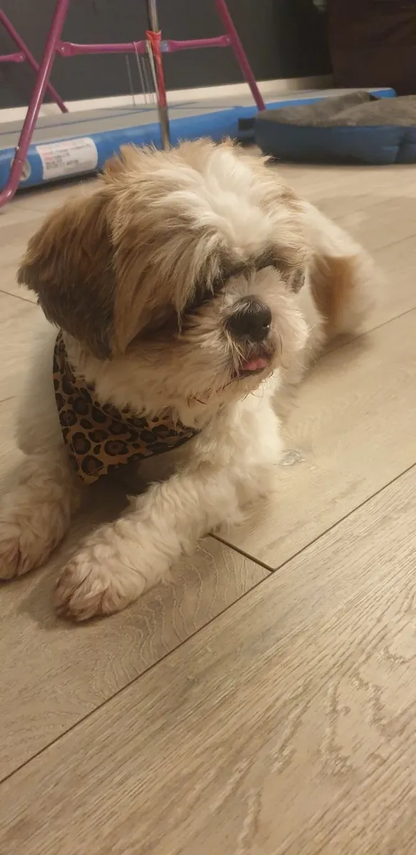 Male Shih tzu - Image 1